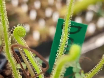 Drosera Filiformis
