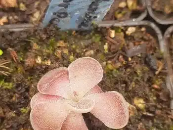 Pinguicula Ehlersiae x agnata flor perfumada