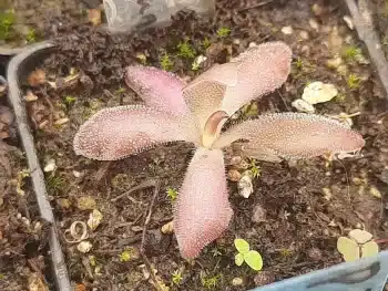 Pinguicula Marciano1