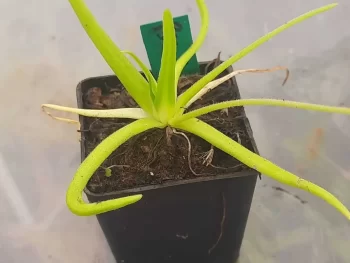 Pinguicula moctezumae