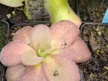 Pinguicula Agnata El Lobo