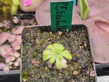 Pinguicula Elizabethiae