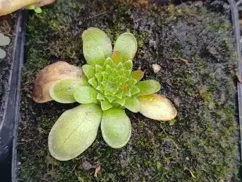 Pinguicula Moranensis