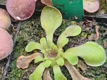 Pinguicula Moranensis Sg