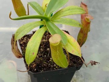 Nepenthes-Linda
