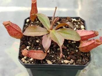 Nepenthes-bloody-mary