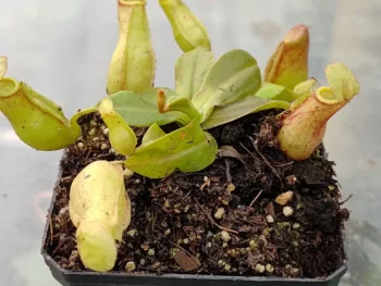 Nepenthes-gaya